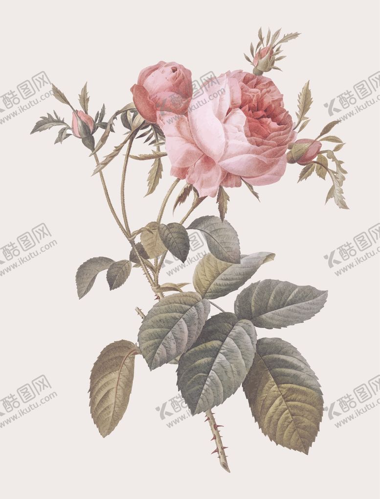 编号：62610406150020343433【酷图网】源文件下载-花卉