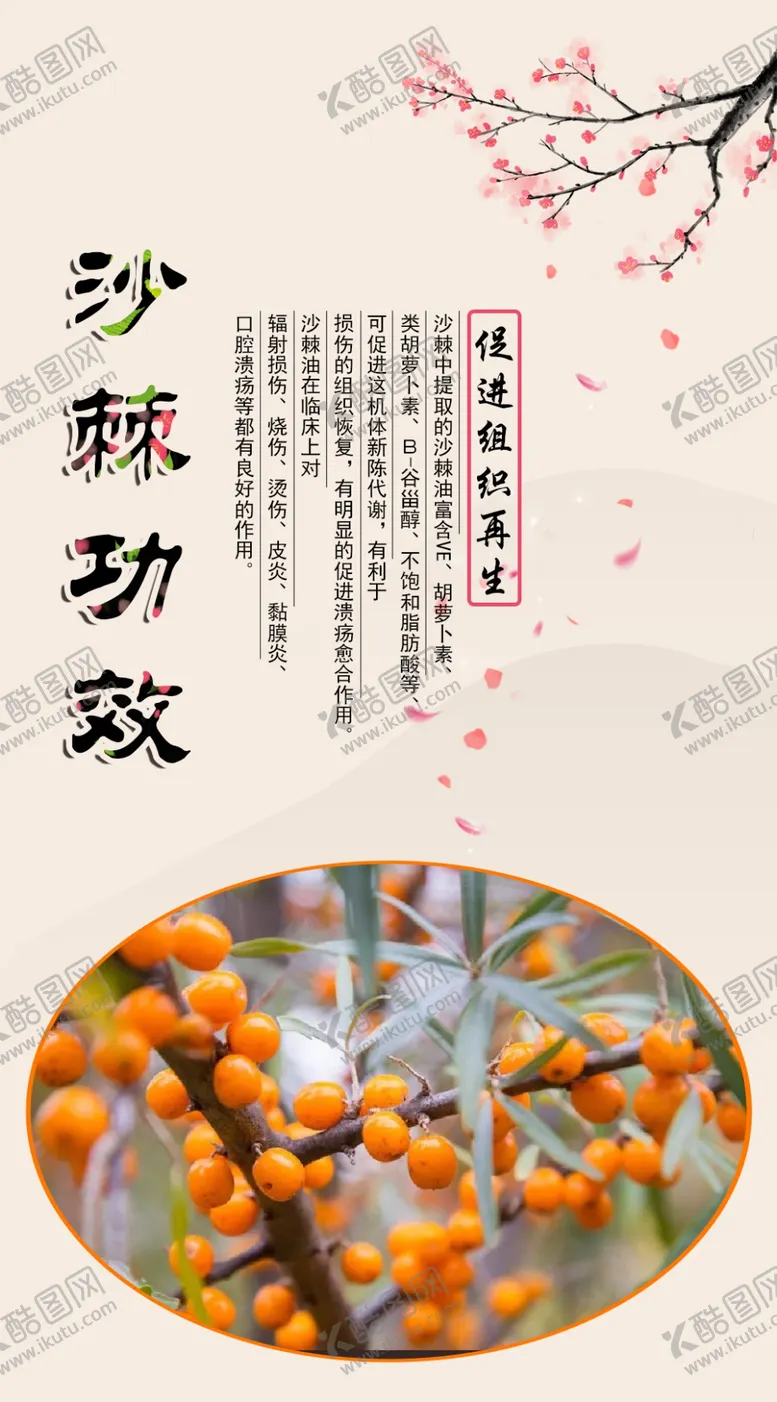 编号：36128810220438259106【酷图网】源文件下载-功效沙棘宣传海报