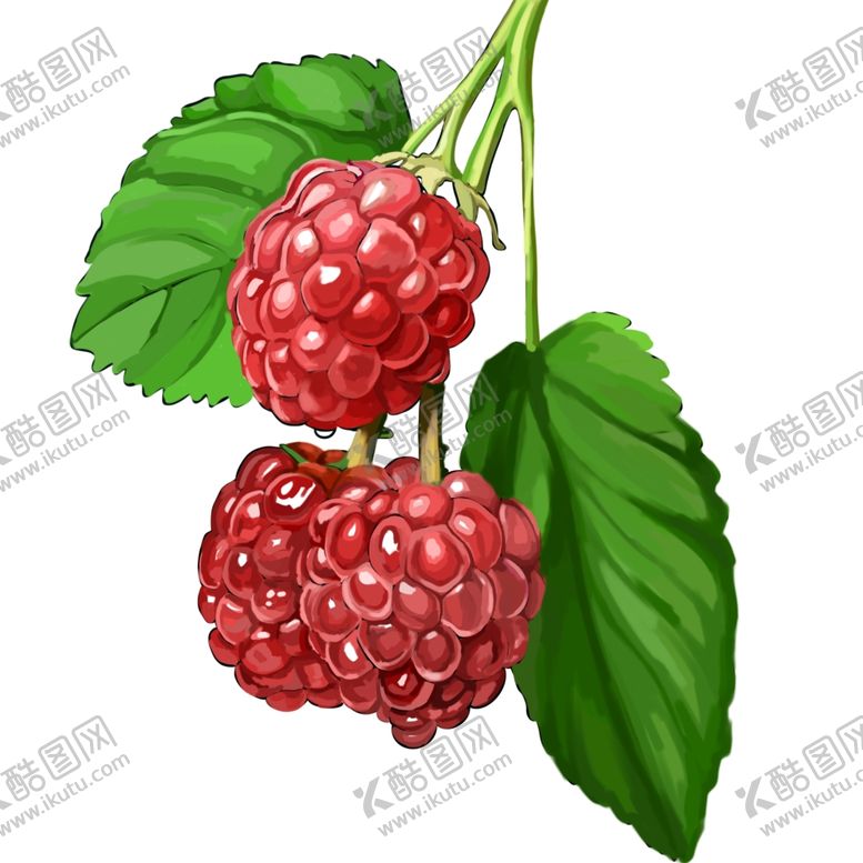 编号：76235002101239212951【酷图网】源文件下载-山草莓插画