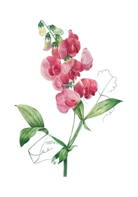 香豌豆