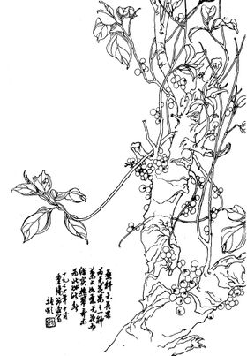 葵科无花果