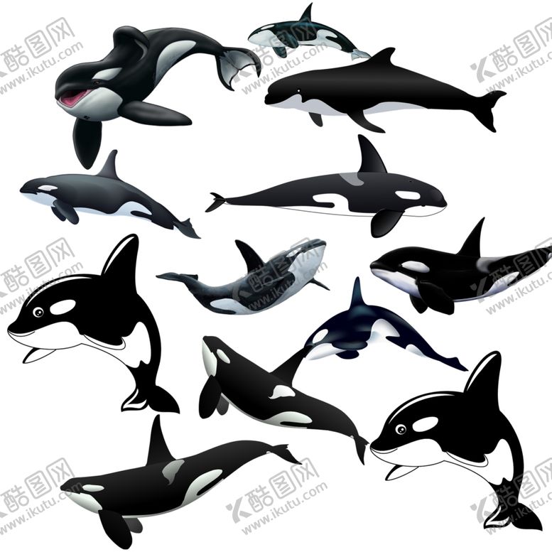 编号：97960709260549159145【酷图网】源文件下载-鲸鱼png免扣高清素材
