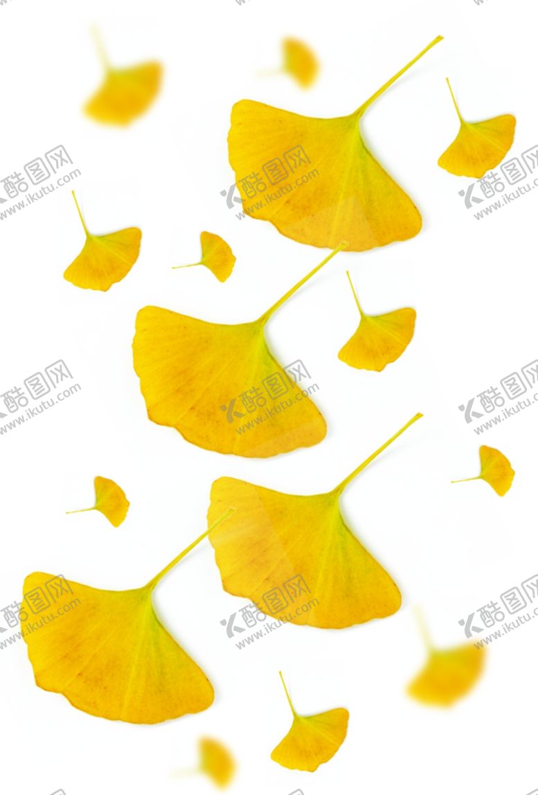 编号：96050409181202192360【酷图网】源文件下载-银杏