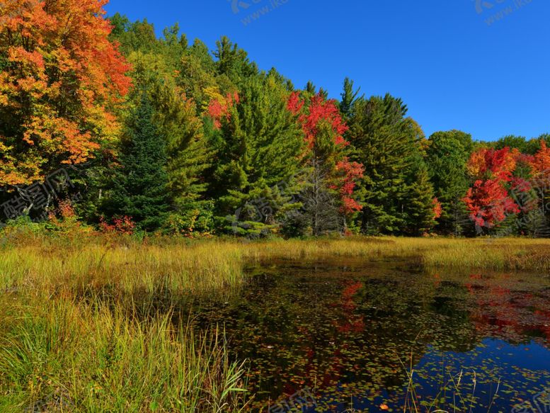 编号：46656609220840535011【酷图网】源文件下载-森林