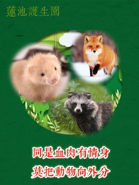 放生护生狐狸