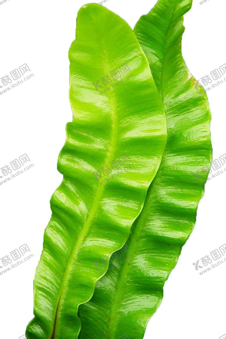 编号：82095007070218134712【酷图网】源文件下载-植物