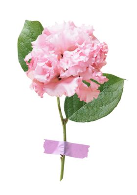 粉色鲜花