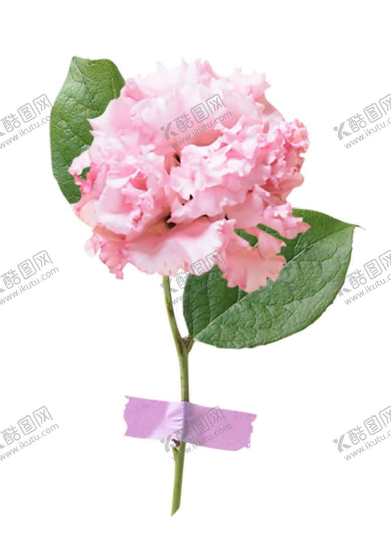 编号：76087805031812177518【酷图网】源文件下载-粉色鲜花
