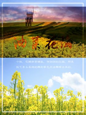 油菜花开