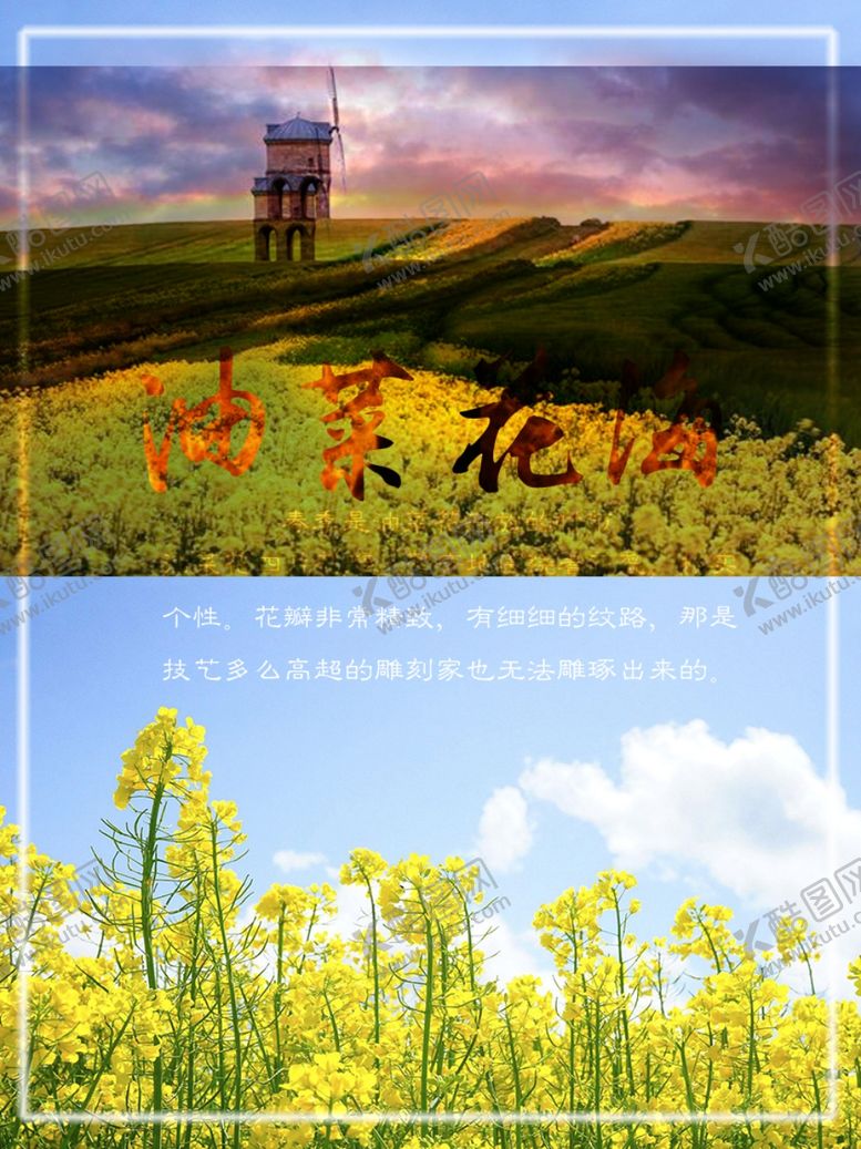 编号：94014807012147079120【酷图网】源文件下载-油菜花开