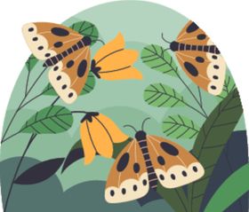 花丛中的多彩蛾类蝴蝶