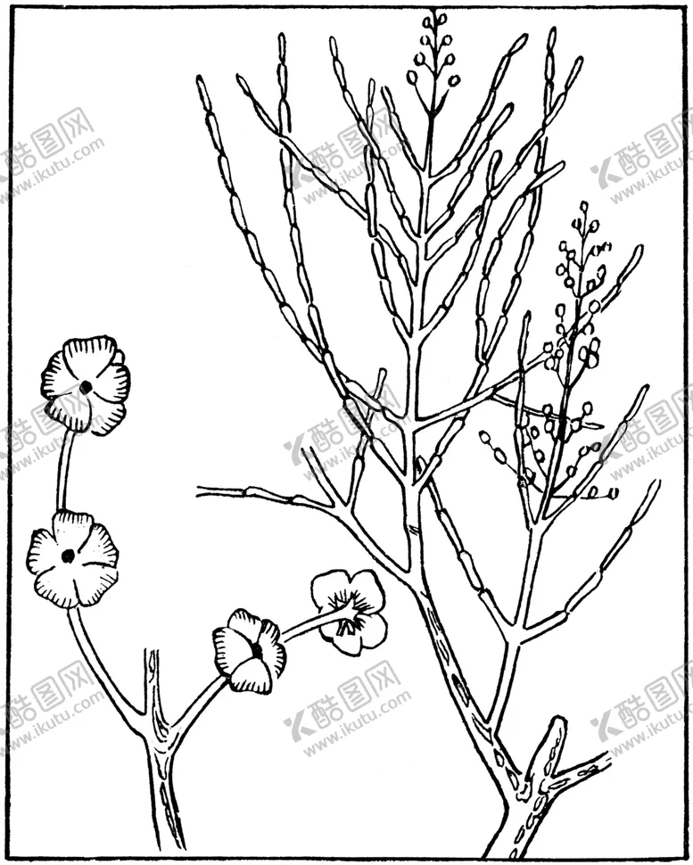 编号：74569807090511273822【酷图网】源文件下载-黑白手绘植物