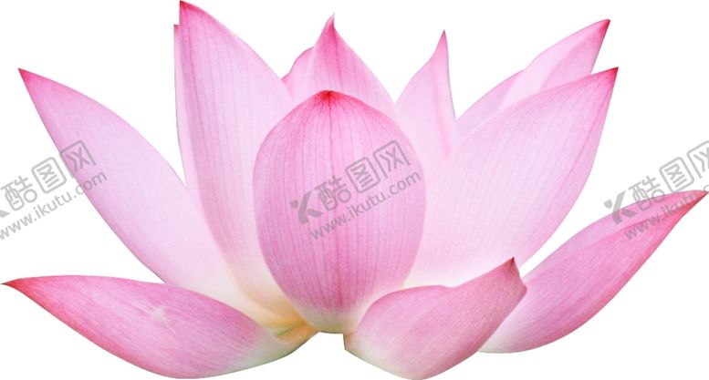 编号：55490503270216183888【酷图网】源文件下载-荷花荷叶