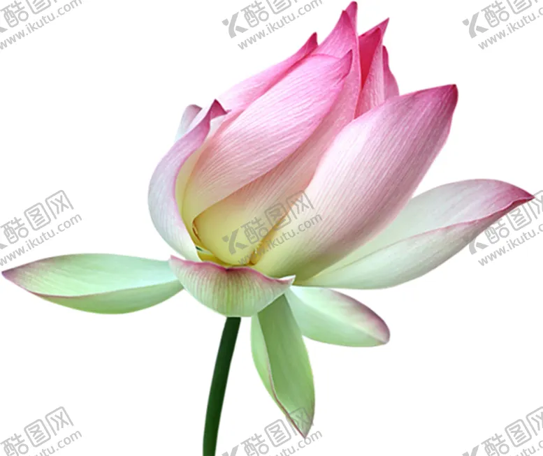 编号：75974106262340299320【酷图网】源文件下载-莲花