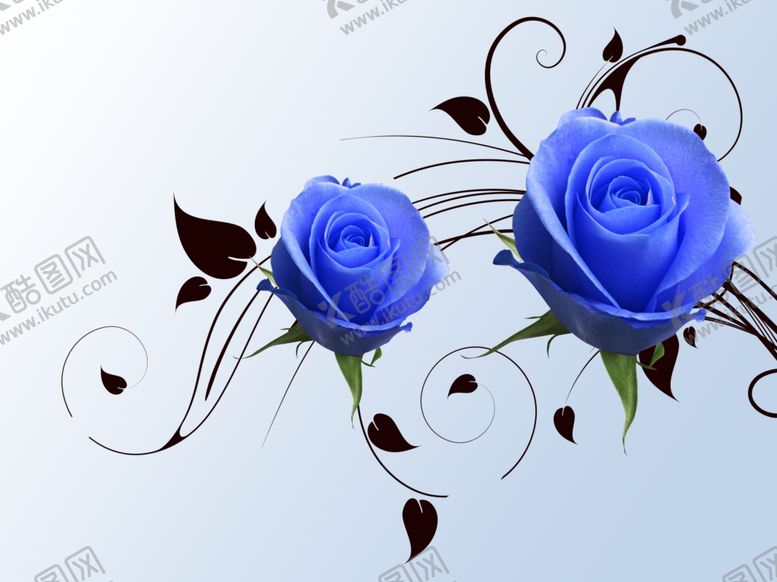 编号：20551209172318053612【酷图网】源文件下载-玫瑰花