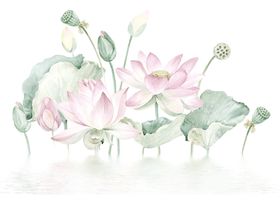 荷花