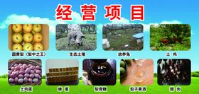 经营项目