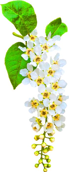 鲜花装饰