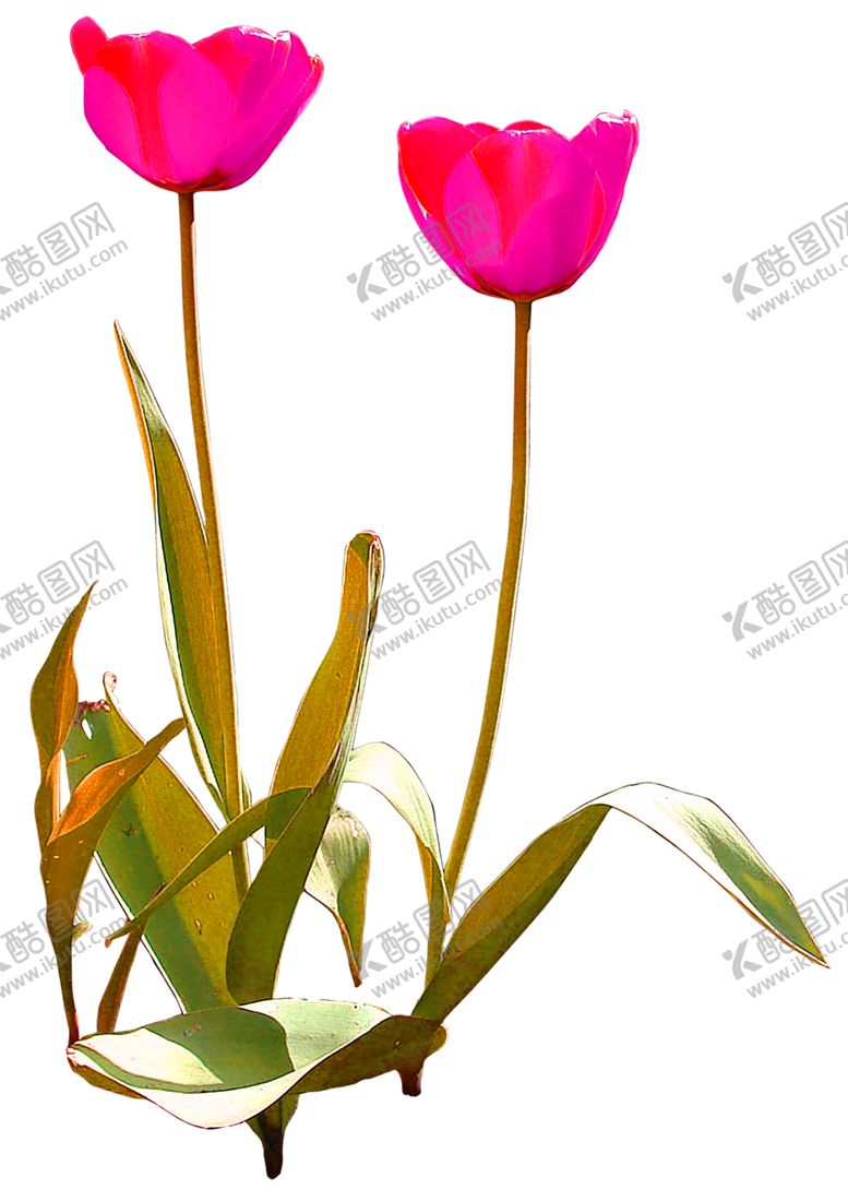 编号：65995105071123075987【酷图网】源文件下载-鲜花素材