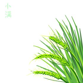 小满24节气小麦