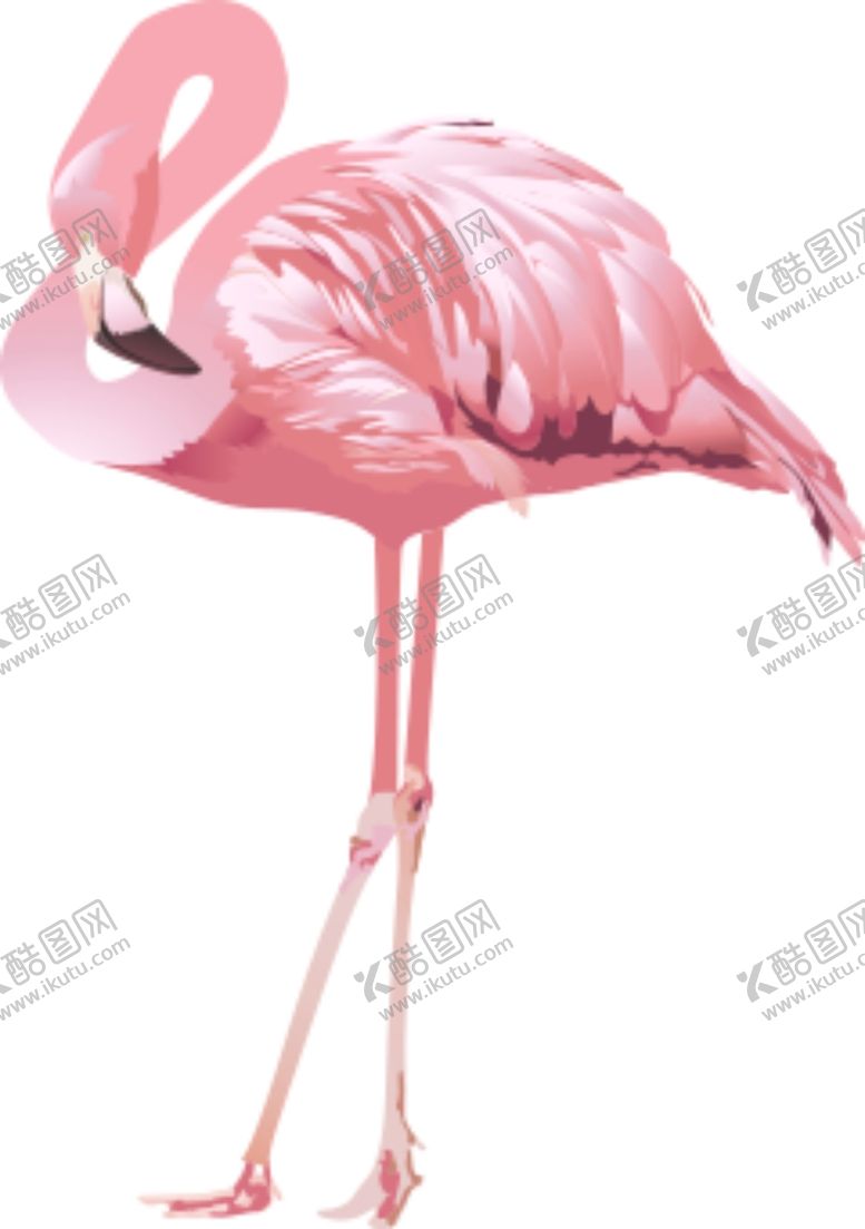 编号：67716109270358085975【酷图网】源文件下载-火烈鸟