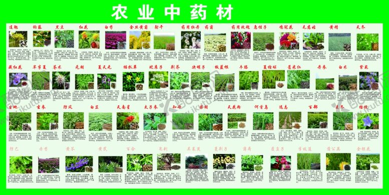 编号：58008109291242245040【酷图网】源文件下载-中药材