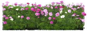 矮花卉