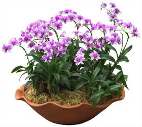 免扣植物树木素材图片