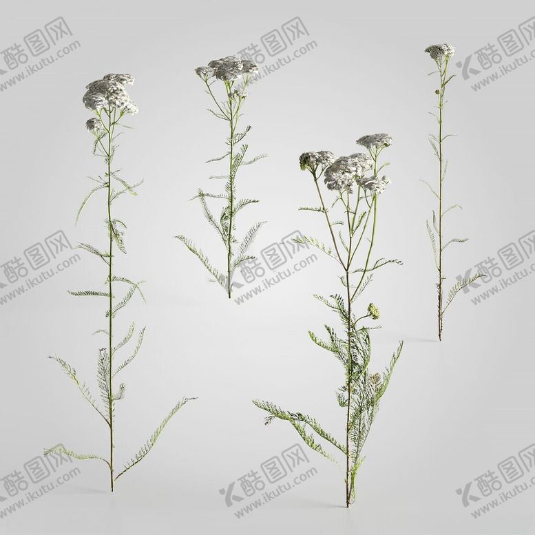编号：31499802141714574867【酷图网】源文件下载-C4D模型绿色植物