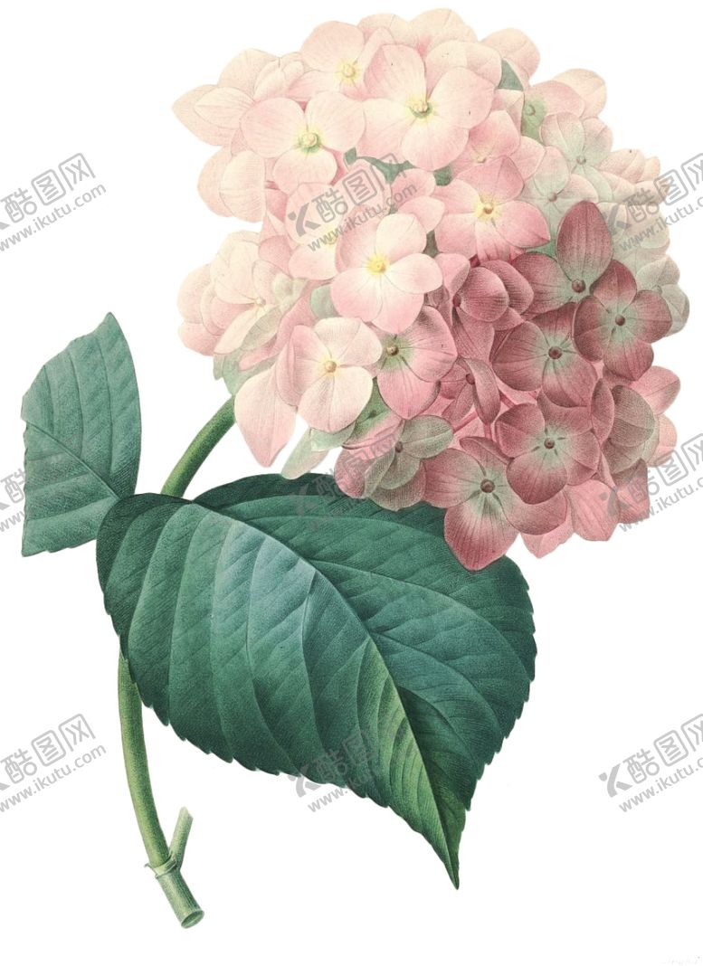 编号：94799610111810357498【酷图网】源文件下载-复古花