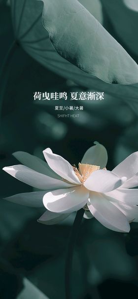 小暑节气日海报图片