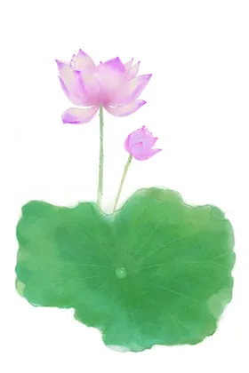 荷花元素鲜朵材