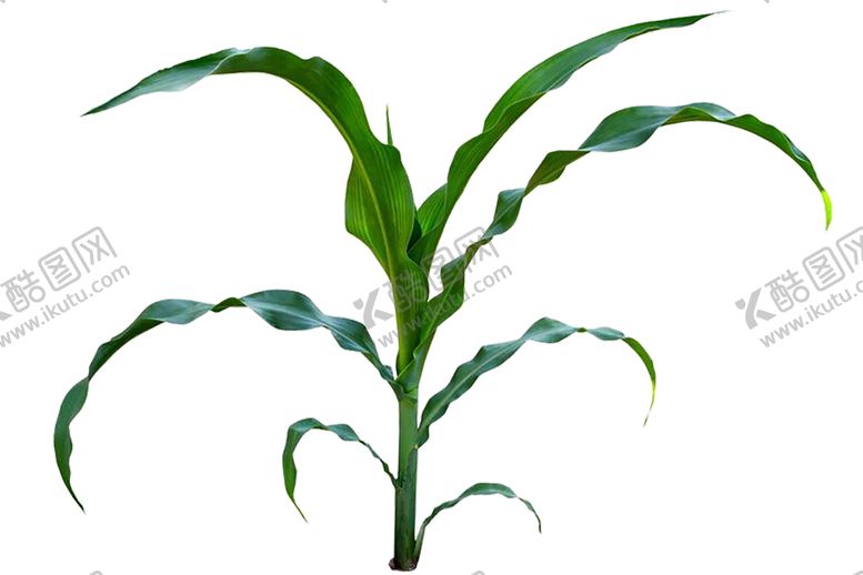 编号：89776510132028219750【酷图网】源文件下载-绿色相框