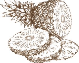 农作物素描