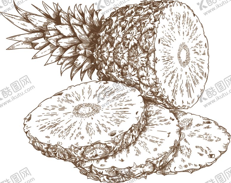 编号：74277109171806449601【酷图网】源文件下载-农作物素描