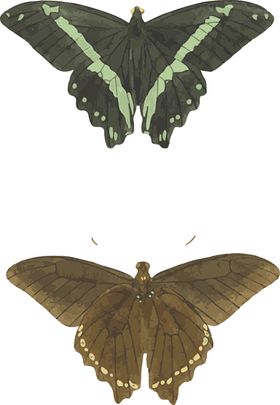 蝴蝶线稿插画昆虫可爱