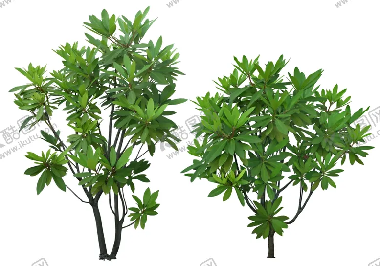 编号：45083905020334083990【酷图网】源文件下载-免扣植物素材图片