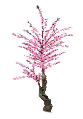 手绘桃花粉色樱日本樱白色樱