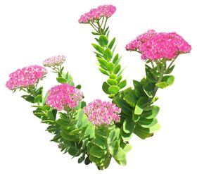 免扣花卉植物素材