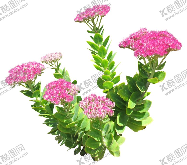 编号：31021810300947289519【酷图网】源文件下载-免扣植物花卉素材