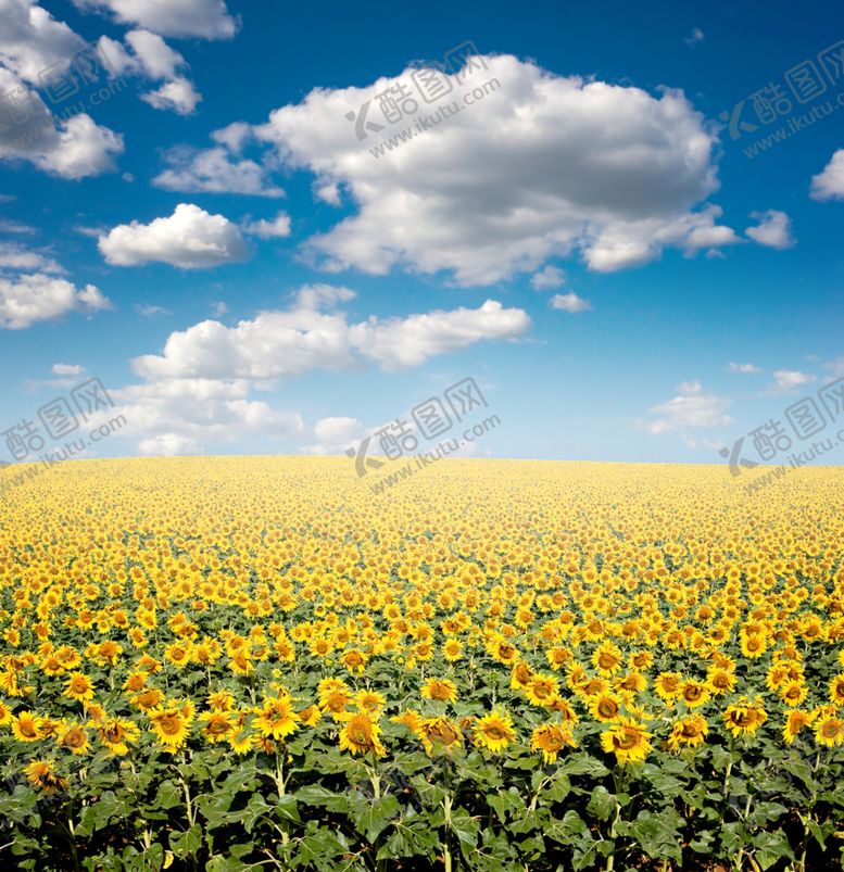 编号：63360809240221441834【酷图网】源文件下载-向日葵