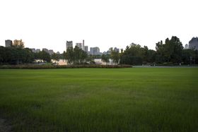 草坪绿树城市公园背景素材