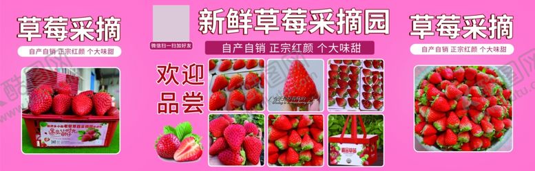 编号：69050702210117317444【酷图网】源文件下载-新鲜草莓