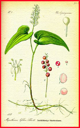 手绘植物叶子
