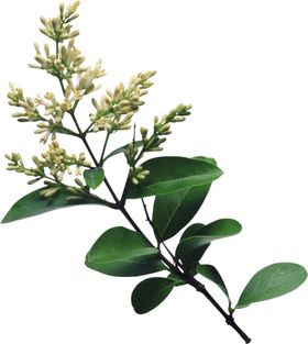 丁香花