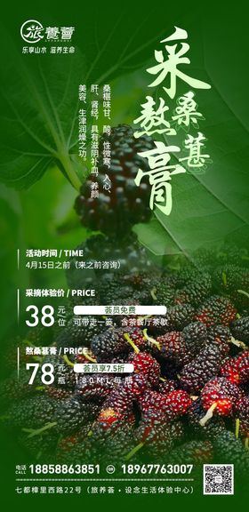 采桑葚熬膏海报