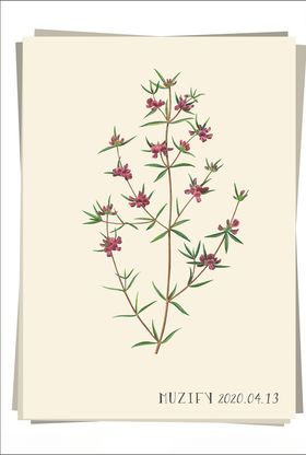 黄雀花植物图鉴