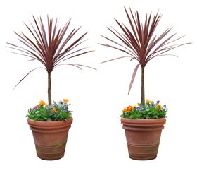 园林植物