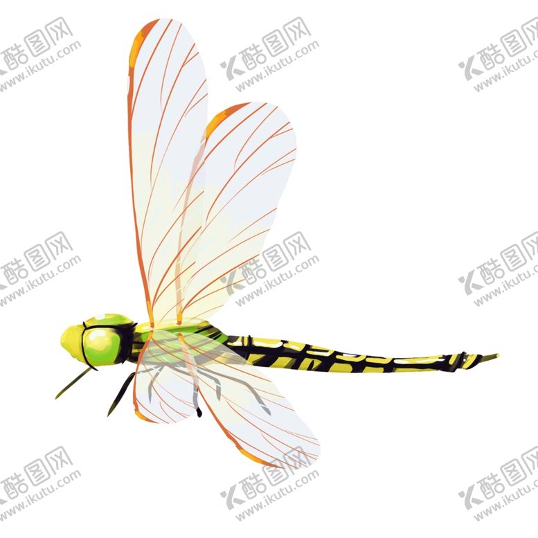 编号：51217509290344371754【酷图网】源文件下载-美丽的蜻蜓插画