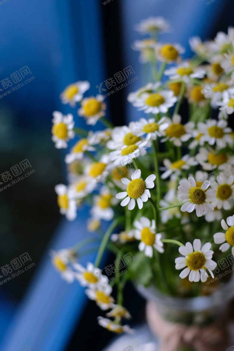 编号：32852212202334107185【酷图网】源文件下载-黄春菊